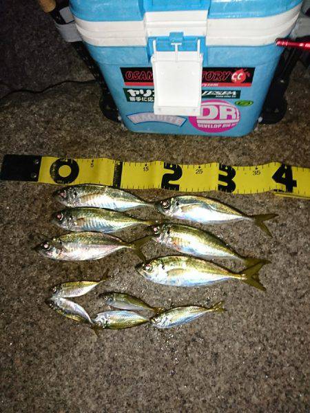 豆アジが少し大きくなってます。