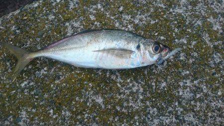 夕まずめのアジング