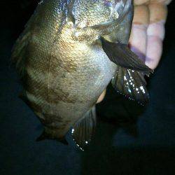 友人達とラスト？メバリング