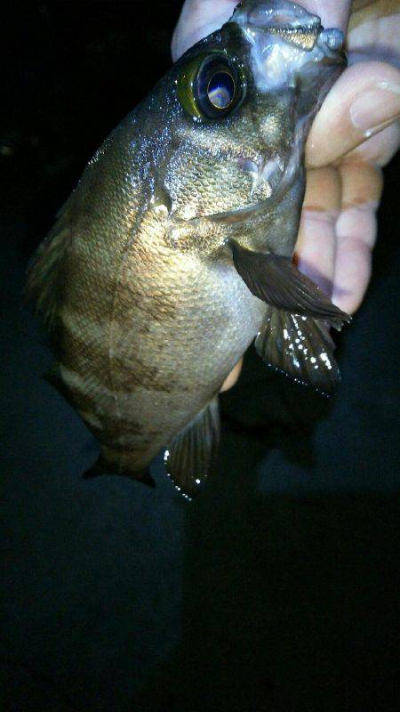 友人達とラスト？メバリング