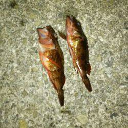 ガシラ遊びとプチケンサキ