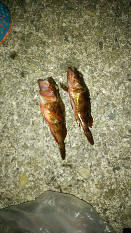 ガシラ遊びとプチケンサキ