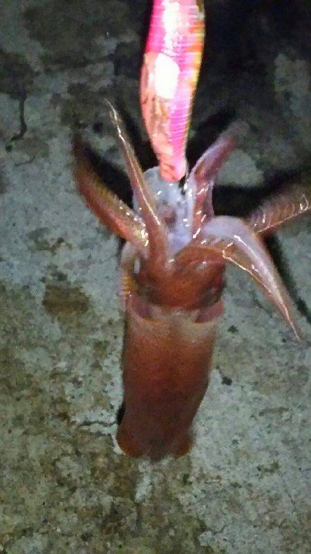 神明夏の風物詩開幕ですよ～♪