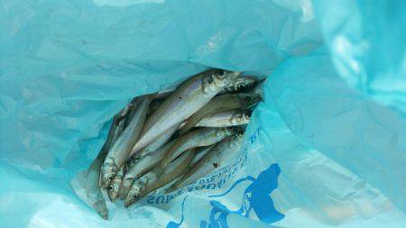 久々のキス釣り