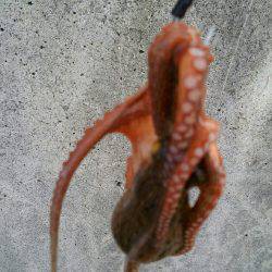 灼熱のデイオクトパッシング