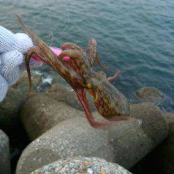 早朝！出勤前の投タコ釣り