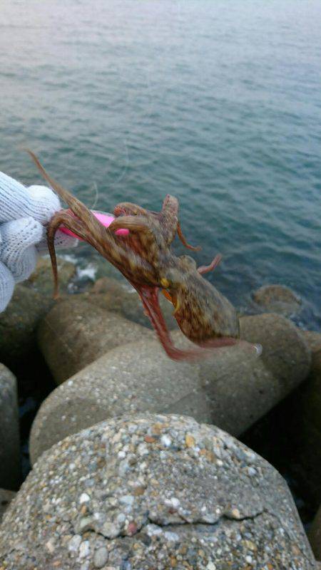 早朝！出勤前の投タコ釣り