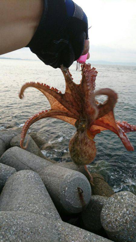 早朝 投げタコ♪