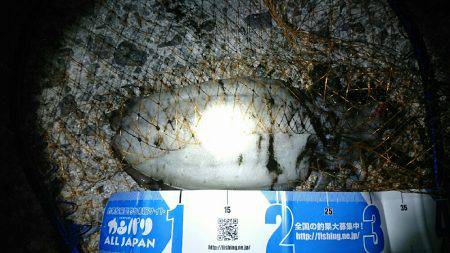 ケンサキ狙いでコウイカ(^^)