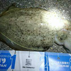 底を探ればコウイカ…