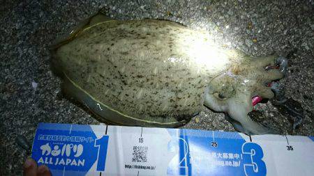 底を探ればコウイカ…