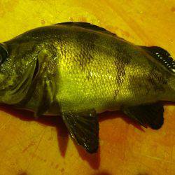 ライトゲームでめばる