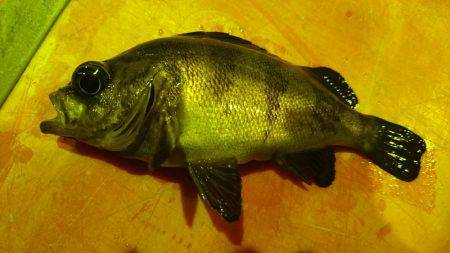 ライトゲームでめばる