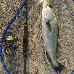 シャローのシーバスゲーム