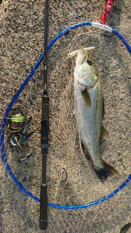 シャローのシーバスゲーム