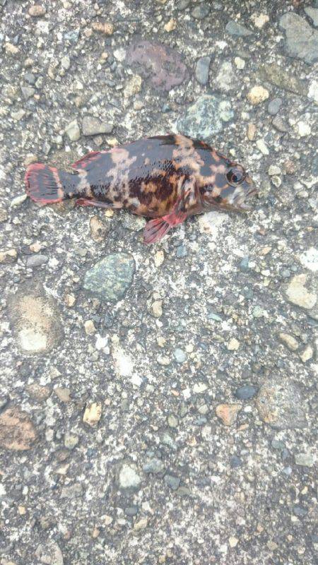 チビッ子ばかり。