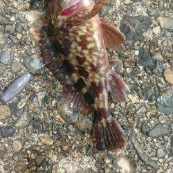 大きいの探して。