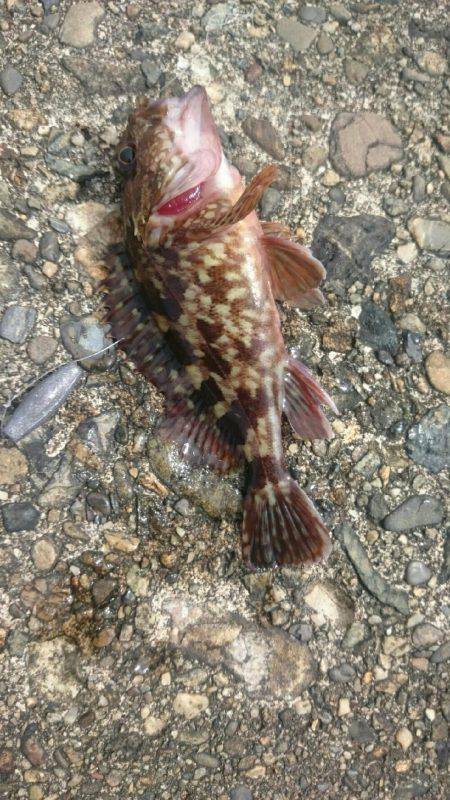 大きいの探して。