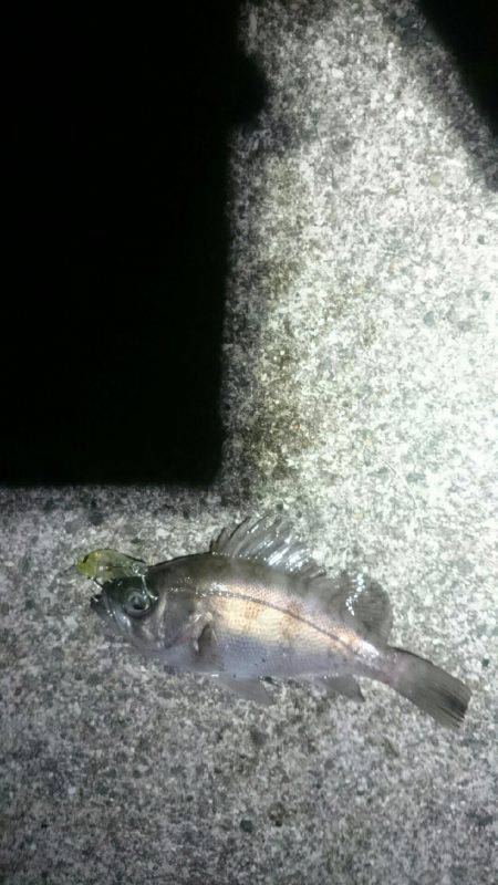 アタリはあるが。