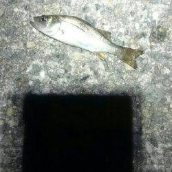 チーバスがいっぱい。