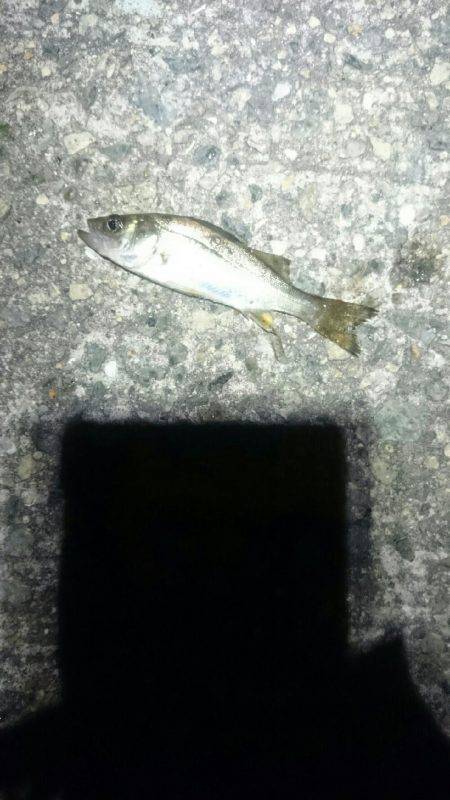 チーバスがいっぱい。