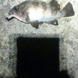 アジを探して。