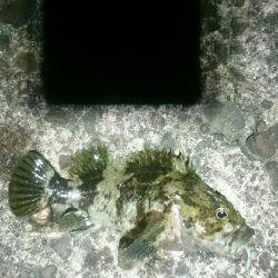 トルクフルでした。