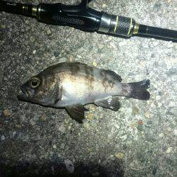 何を釣ろうか。