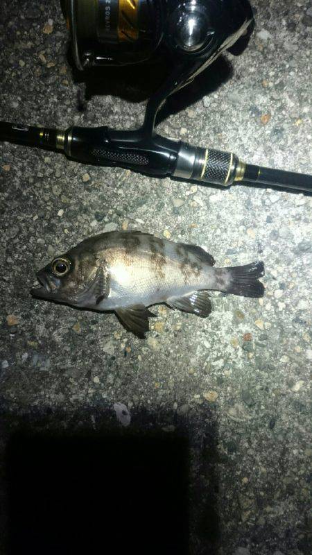 何を釣ろうか。