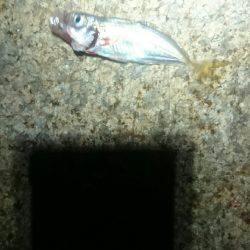 今日はどっち？