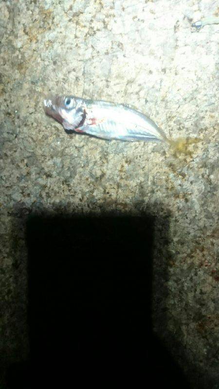 今日はどっち？