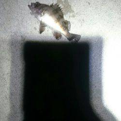 暑い。かなり暑い。