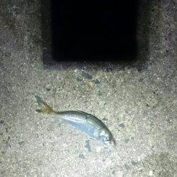 まだまだアジは小さいようです