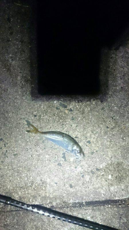 まだまだアジは小さいようです