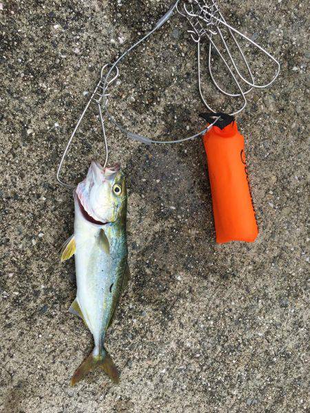 ツバス低活性？時合い不明確…