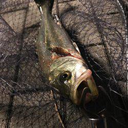 シーバス〜ツバスゲーム