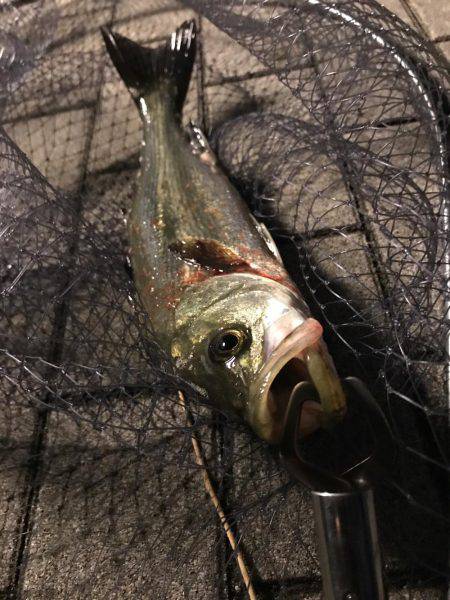 シーバス〜ツバスゲーム