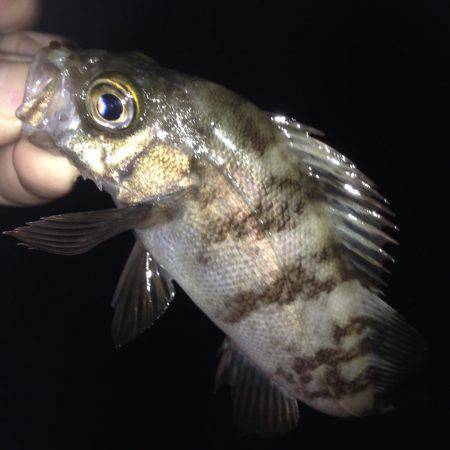 塩屋海岸でメバリング！！