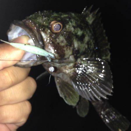 垂水漁港でガシリング！！