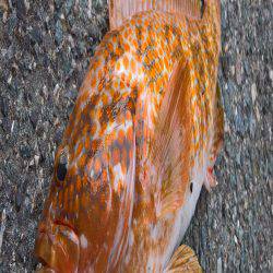 キジハタ41センチ