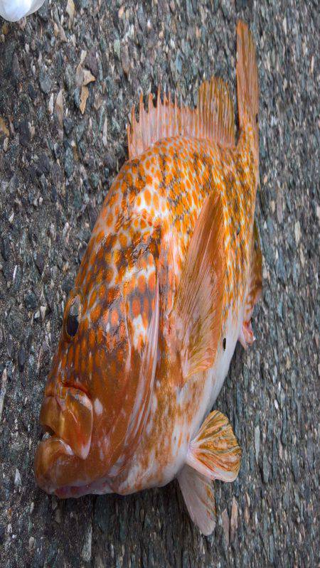 キジハタ41センチ