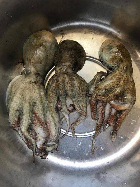 タコのちツバス