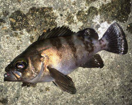 漁港で数釣りメバリング