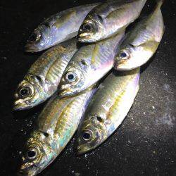 ランガンでアジを見つけるも…雨