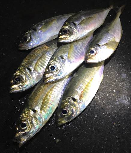 ランガンでアジを見つけるも...雨