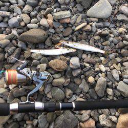 大里松原海岸 カマス37匹