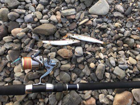 大里松原海岸 カマス37匹