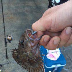 奥湾には回遊なし