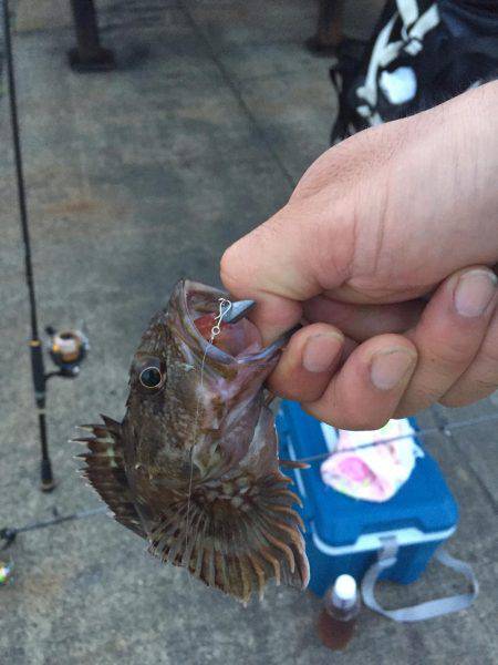 奥湾には回遊なし