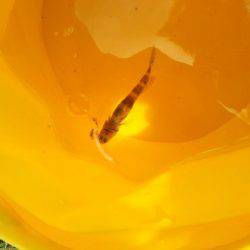 キスは釣れずタコが釣れた